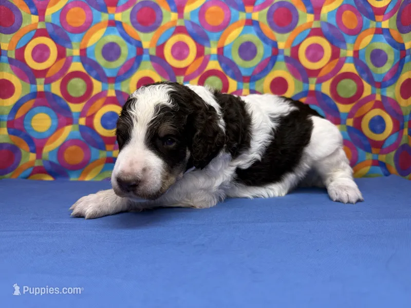Blue – Poodle - Standard  puppy for sale in Houma, LA