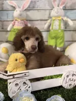 Female Standard Poodle, a female Poodle - Standard  for sale in Houma, LA – Photo 8 of 9