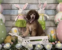 Female Standard Poodle, a female Poodle - Standard  for sale in Houma, LA – Photo 2 of 9