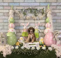 Female Standard Poodle, a female Poodle - Standard  for sale in Houma, LA – Photo 9 of 9