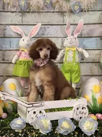 Female Standard Poodle, a female Poodle - Standard  for sale in Houma, LA – Photo 3 of 9