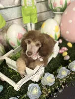 Female Standard Poodle, a female Poodle - Standard  for sale in Houma, LA – Photo 5 of 9