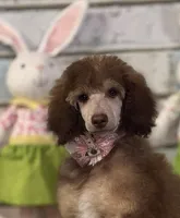 Female Standard Poodle, a female Poodle - Standard  for sale in Houma, LA – Photo 6 of 9