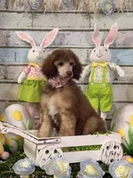 Female Standard Poodle, a female Poodle - Standard  for sale in Houma, LA – Photo 4 of 9