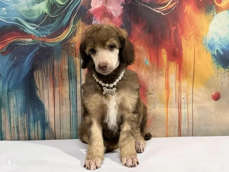 White collar female, a female Poodle - Standard  for sale in Houma, LA – Photo 1 of 4