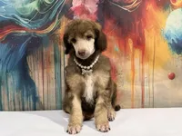 White collar female, a female Poodle - Standard  for sale in Houma, LA – Photo 1 of 4