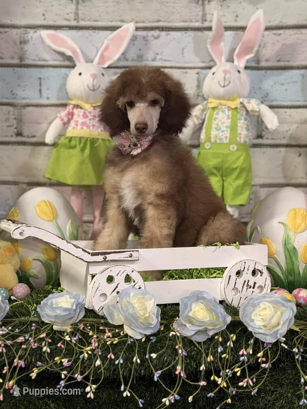 Female Standard Poodle – Poodle - Standard  puppy for sale in Houma, LA
