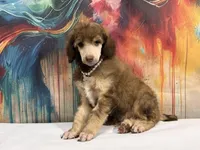 White collar female, a female Poodle - Standard  for sale in Houma, LA – Photo 3 of 4