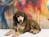 White collar female, a female Poodle - Standard  for sale in Houma, LA – Photo 2 of 4