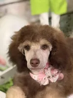 Female Standard Poodle, a female Poodle - Standard  for sale in Houma, LA – Photo 7 of 9