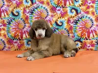 Orange-2, a male Poodle - Standard  for sale in Houma, LA – 2 of 9