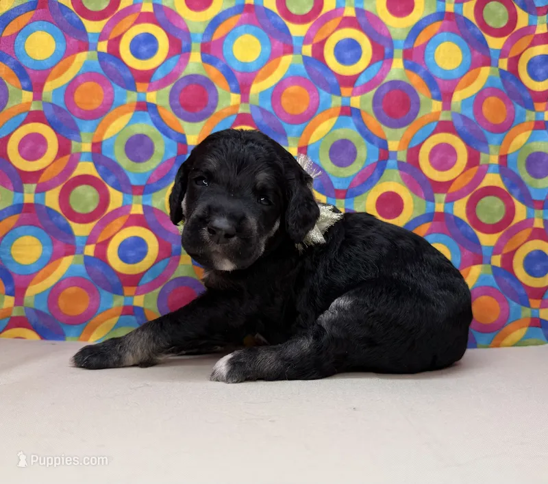 Tan – Poodle - Standard  puppy for sale in Houma, LA