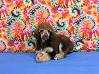Blue-2, a male Poodle - Standard  for sale in Houma, LA – 4 of 9