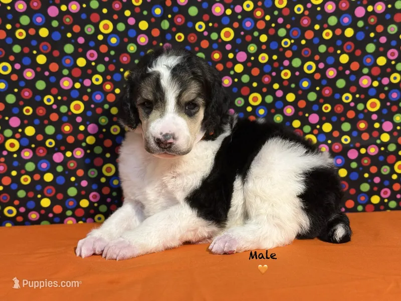 Orange – Poodle - Standard  puppy for sale in Houma, LA