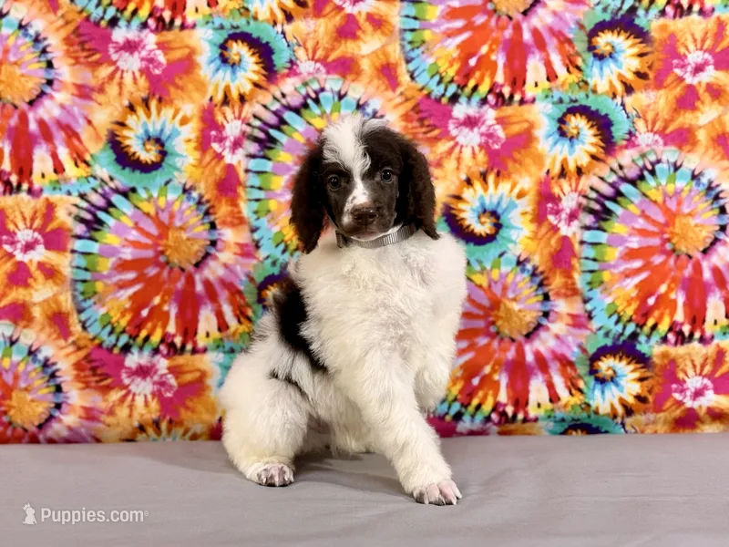 Grey – Poodle - Standard  puppy for sale in Houma, LA