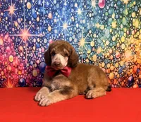 Red - 2, a male Poodle - Standard  for sale in Houma, LA – 5 of 8