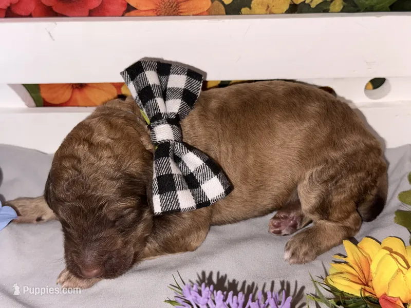 Grey-2 – Poodle - Standard  puppy for sale in Houma, LA