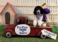 Purple, a female Poodle - Standard  for sale in Houma, LA – 2 of 8