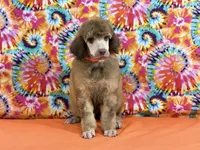 Orange-2, a male Poodle - Standard  for sale in Houma, LA – 1 of 9