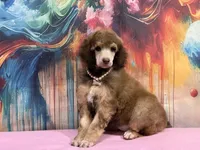 Pink collar , a female Poodle - Standard  for sale in Houma, LA – Photo 2 of 4