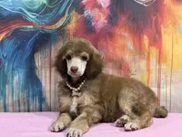 Pink collar , a female Poodle - Standard  for sale in Houma, LA – Photo 3 of 4