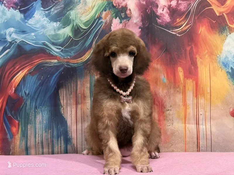 Pink collar , a female Poodle - Standard  for sale in Houma, LA – Photo 1 of 4