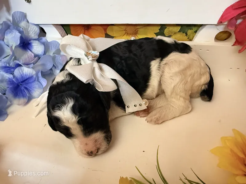 White – Poodle - Standard  puppy for sale in Houma, LA
