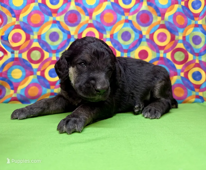 Green – Poodle - Standard  puppy for sale in Houma, LA