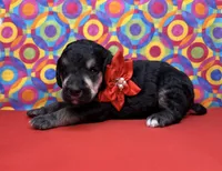 Red, a female Poodle - Standard  for sale in Houma, LA – 2 of 3