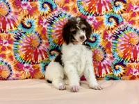 Peach, a female Poodle - Standard  for sale in Houma, LA – 5 of 9
