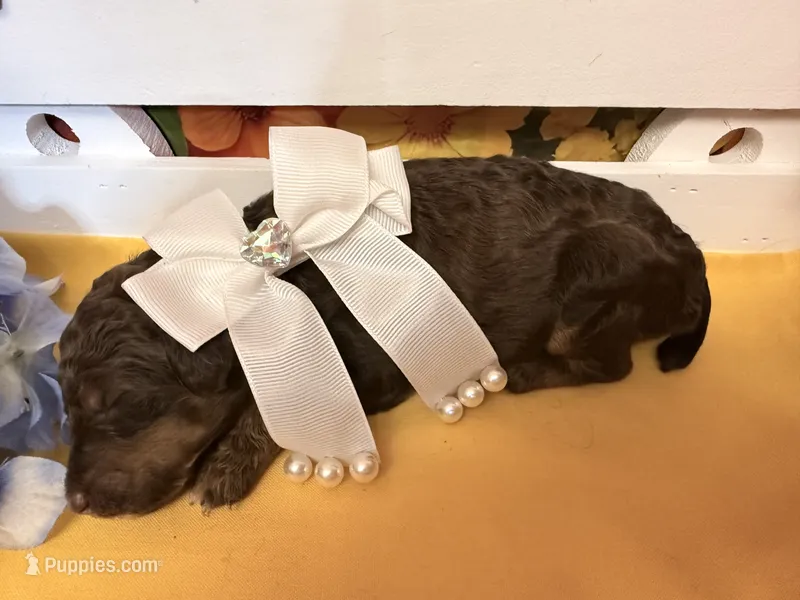 Yellow - 2 – Poodle - Standard  puppy for sale in Houma, LA