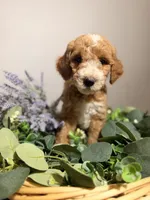 Lilo, a female Goldendoodle for sale in Fruitland Park, FL – 3 of 3