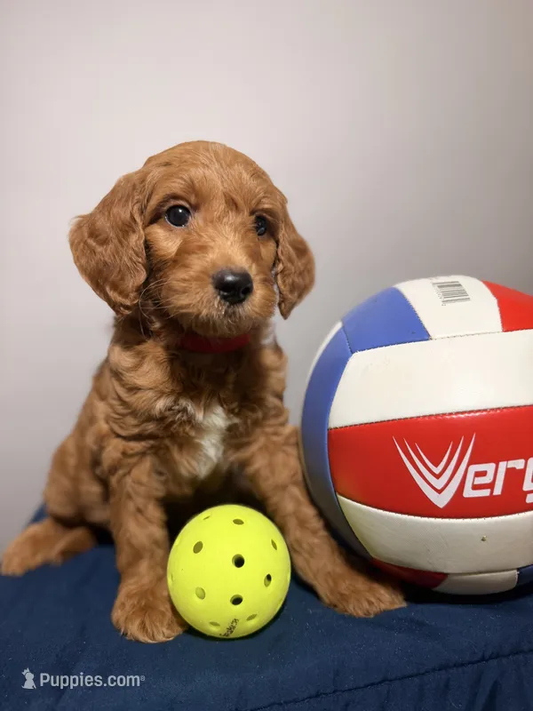 Jake – Goldendoodle puppy for sale in Fruitland Park, FL
