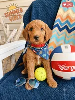Jake, a male Goldendoodle for sale in Fruitland Park, FL – 1 of 3