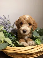 Lilo, a female Goldendoodle for sale in Fruitland Park, FL – 2 of 3