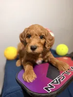 Jake, a male Goldendoodle for sale in Fruitland Park, FL – 3 of 3