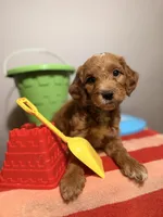 Timmy, a male Goldendoodle for sale in Fruitland Park, FL – 3 of 3