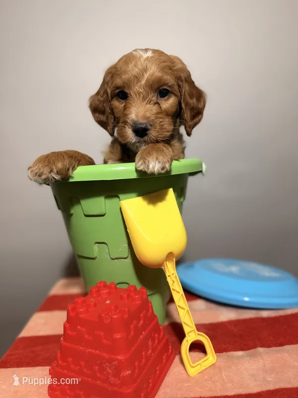 Timmy – Goldendoodle puppy for sale in Fruitland Park, FL