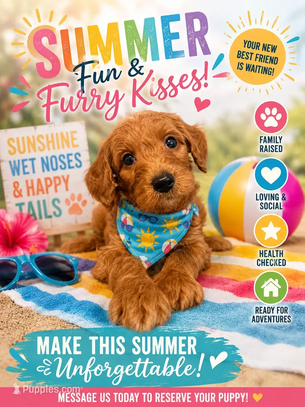 Timmy – Goldendoodle puppy for sale in Fruitland Park, FL