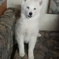 CKC/AKC Winter, a female Siberian Husky for sale in Plymouth, IL – 8 of 8