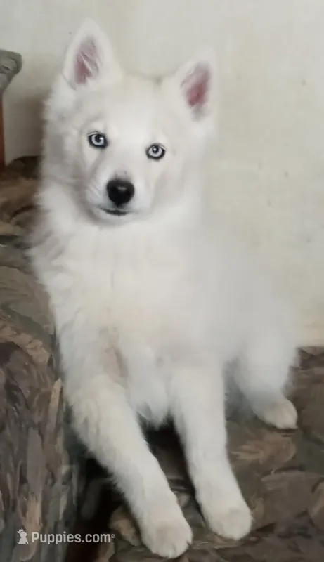 CKC/AKC Winter – Siberian Husky puppy on hold in Plymouth, IL