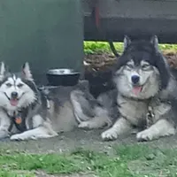 CKC/AKC Winter, a female Siberian Husky for sale in Plymouth, IL – 4 of 8
