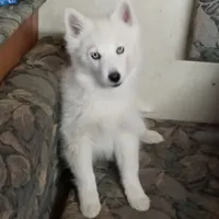 CKC/AKC Winter, a female Siberian Husky for sale in Plymouth, IL – 7 of 8