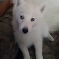 CKC/AKC Winter, a female Siberian Husky for sale in Plymouth, IL – 6 of 8