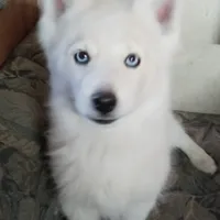CKC/AKC Winter, a female Siberian Husky for sale in Plymouth, IL – 5 of 8