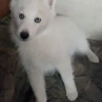 CKC/AKC Winter, a female Siberian Husky for sale in Plymouth, IL – 2 of 8