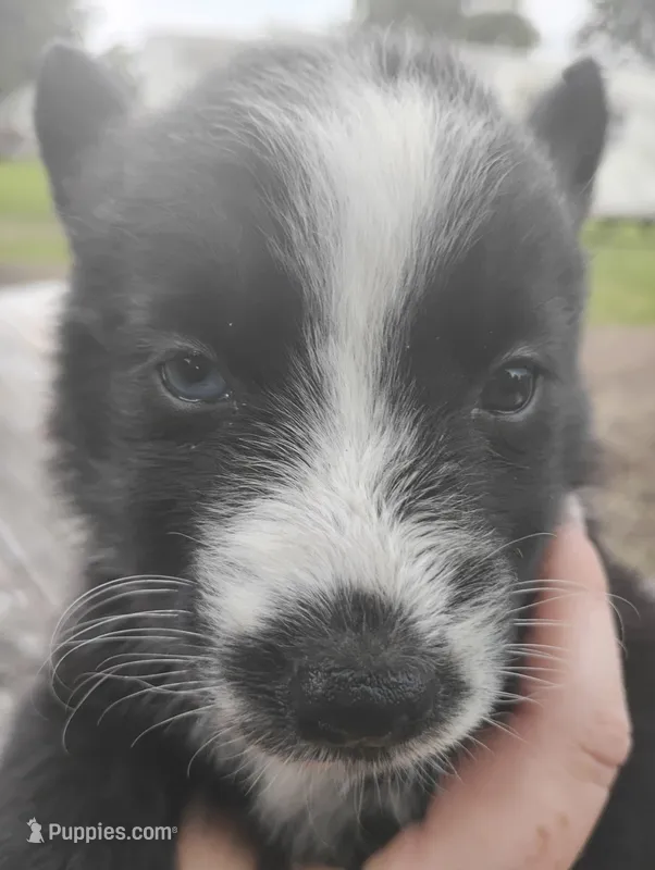 Lillis – Siberian Husky puppy for sale in Plymouth, IL