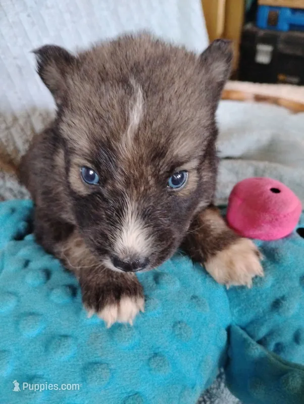 Tyr – Siberian Husky puppy for sale in Plymouth, IL