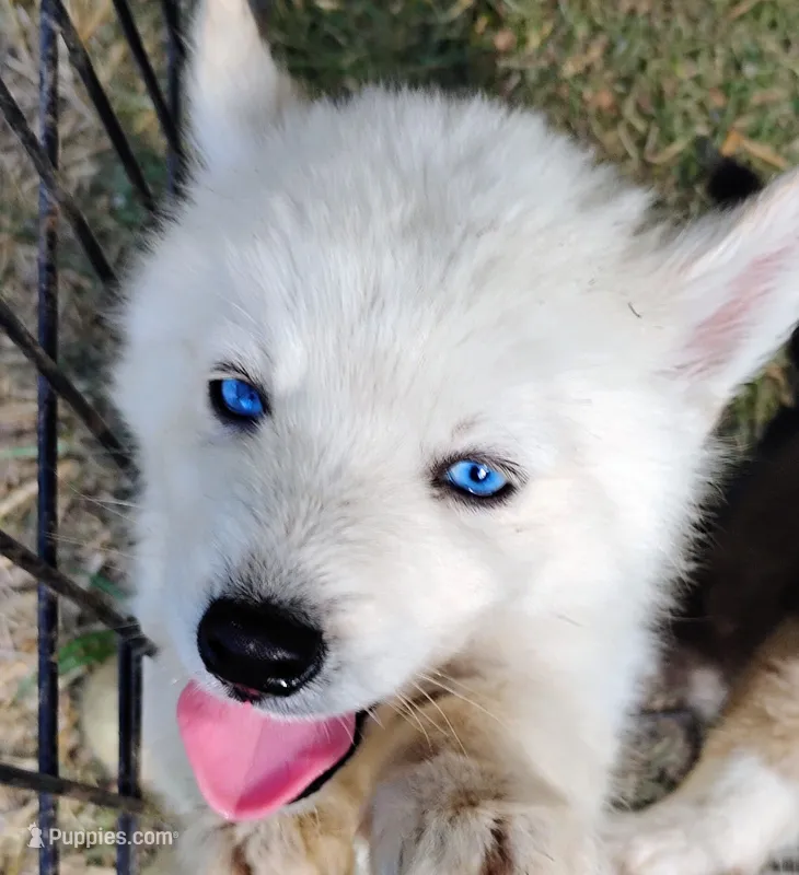 Polar – Siberian Husky puppy for sale in Plymouth, IL