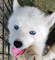 Polar, a male Siberian Husky for sale in Plymouth, IL – 2 of 4
